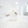 2_ffdb122e-db05-4ff9-97d9-e55f3abd544a_720x Kitty