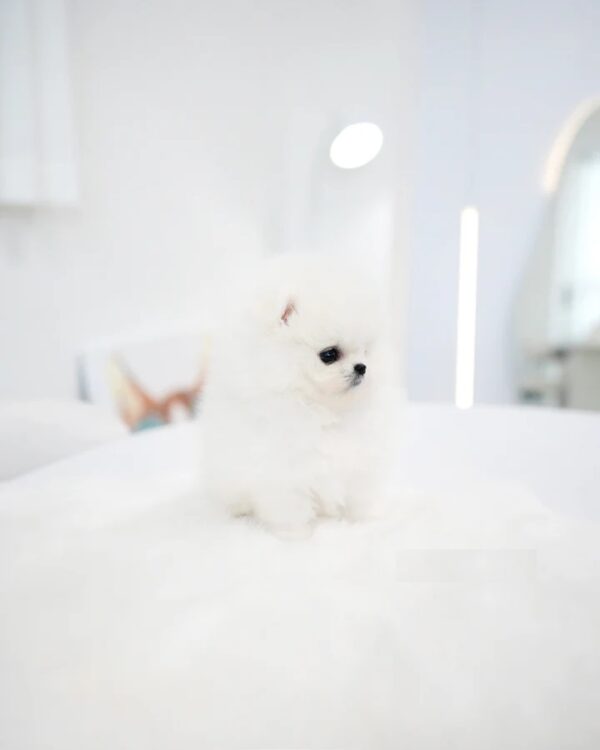 2_ffdb122e-db05-4ff9-97d9-e55f3abd544a_720x Kitty