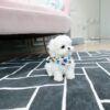20230927-KakaoTalk_20230927_133747206_03_720x Dory
