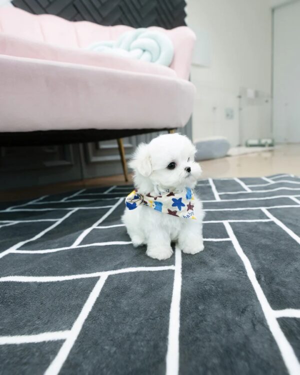 20230927-KakaoTalk_20230927_133747206_03_720x Dory