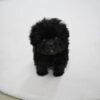 4_636580ce-2ab8-4f75-89fa-c198d4661815_720x Lotty