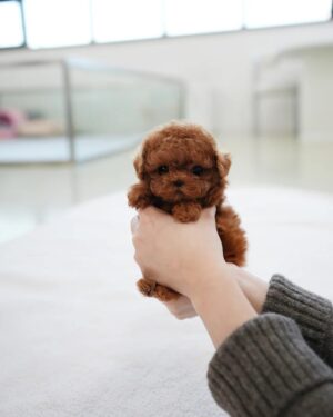 4_be2db322-f859-416f-b1e2-de8352408589_720x Cookie