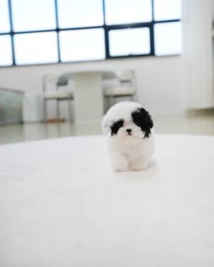 Rocky