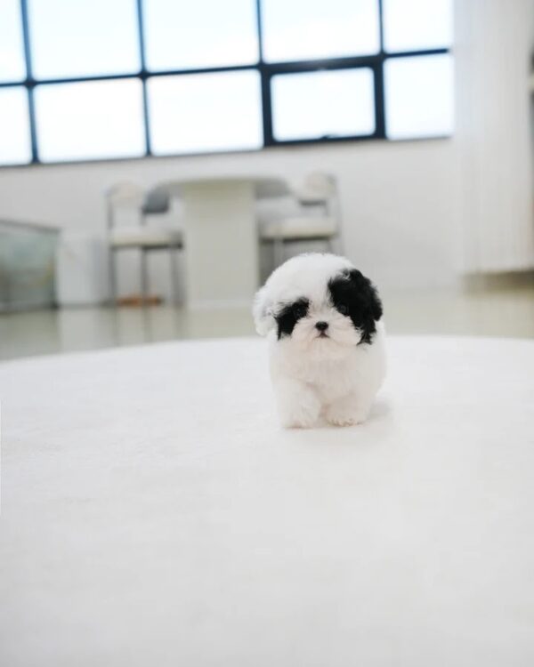 Rocky