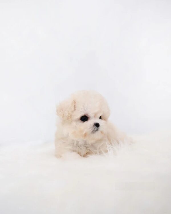 Zoey