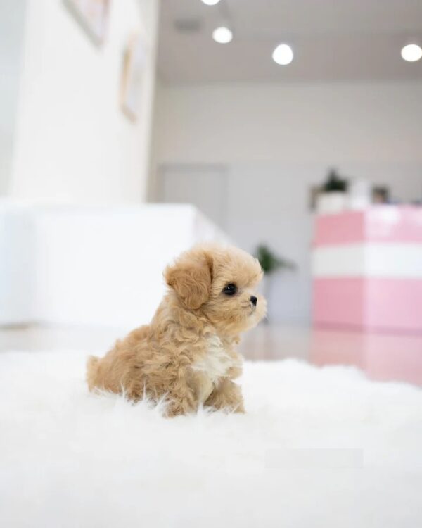5_3c56282e-bd9a-4293-bf4f-84a0761e8294_720x Benji
