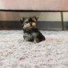 Lola