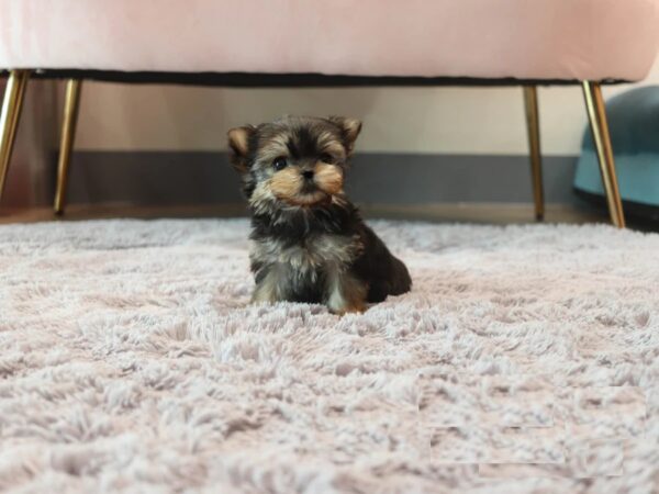 Lola