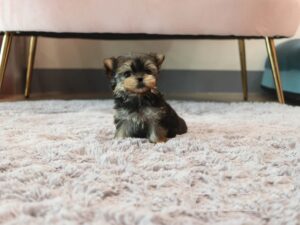 Lola